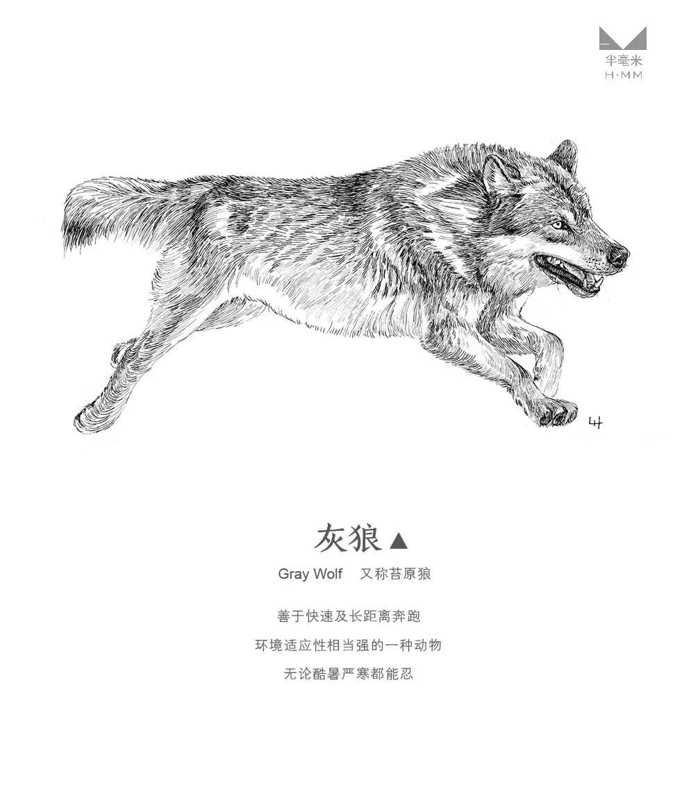 案例优选：奔跑的动物—手绘钢笔画｜设计案例精选