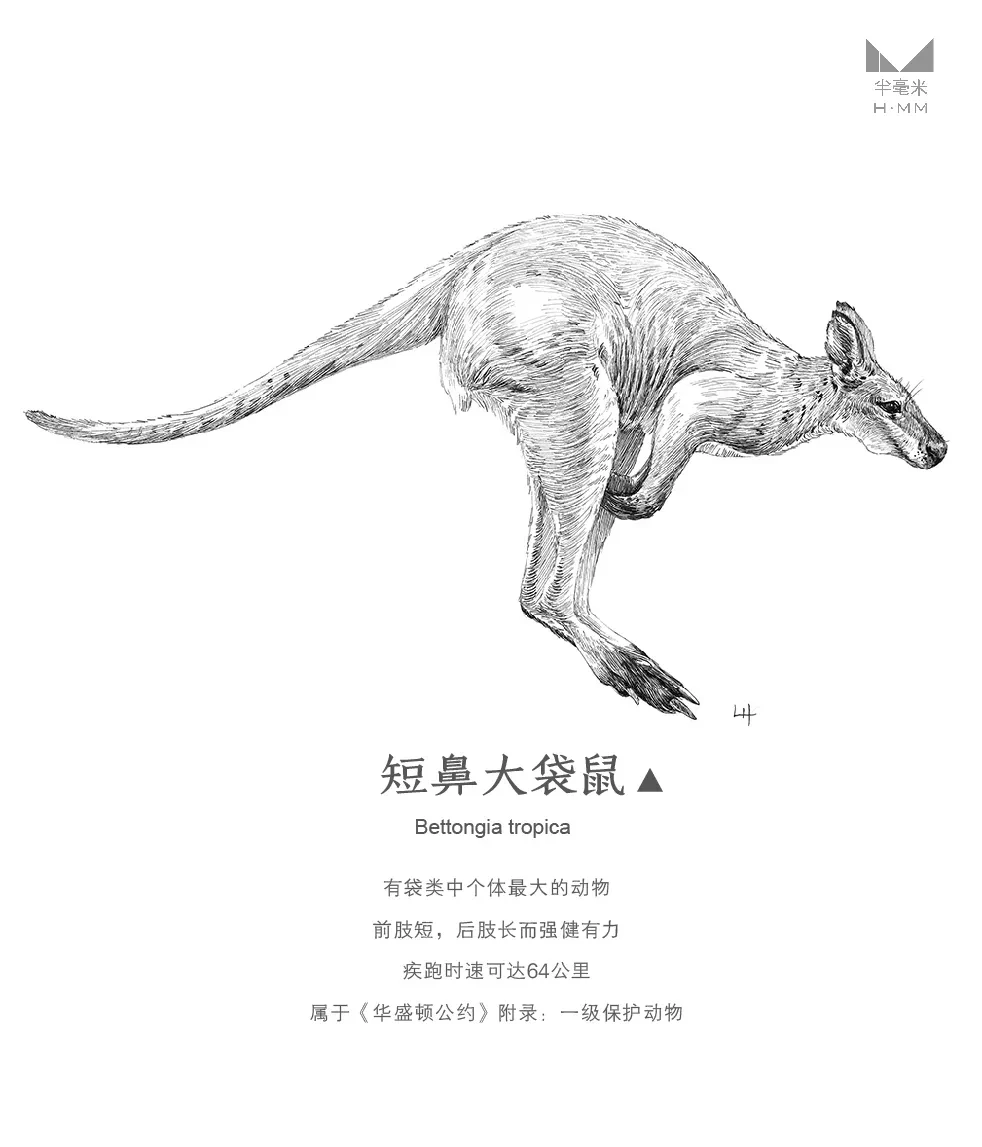 案例优选：奔跑的动物—手绘钢笔画｜设计案例精选