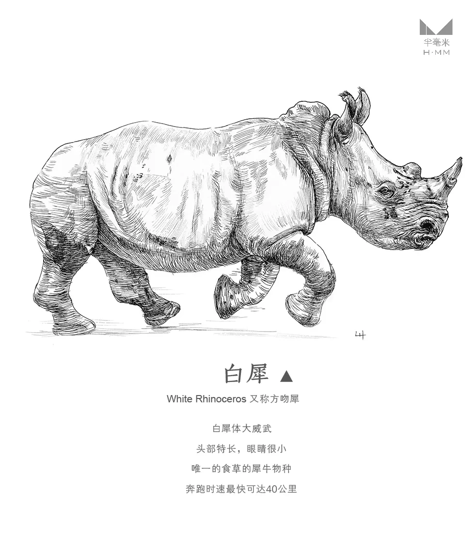 案例优选：奔跑的动物—手绘钢笔画｜设计案例精选