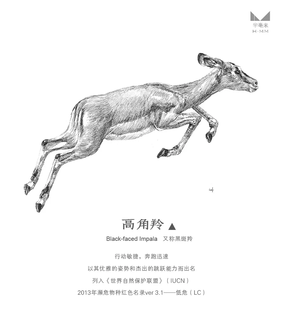 案例优选：奔跑的动物—手绘钢笔画｜设计案例精选