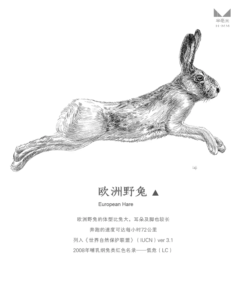 案例优选：奔跑的动物—手绘钢笔画｜设计案例精选