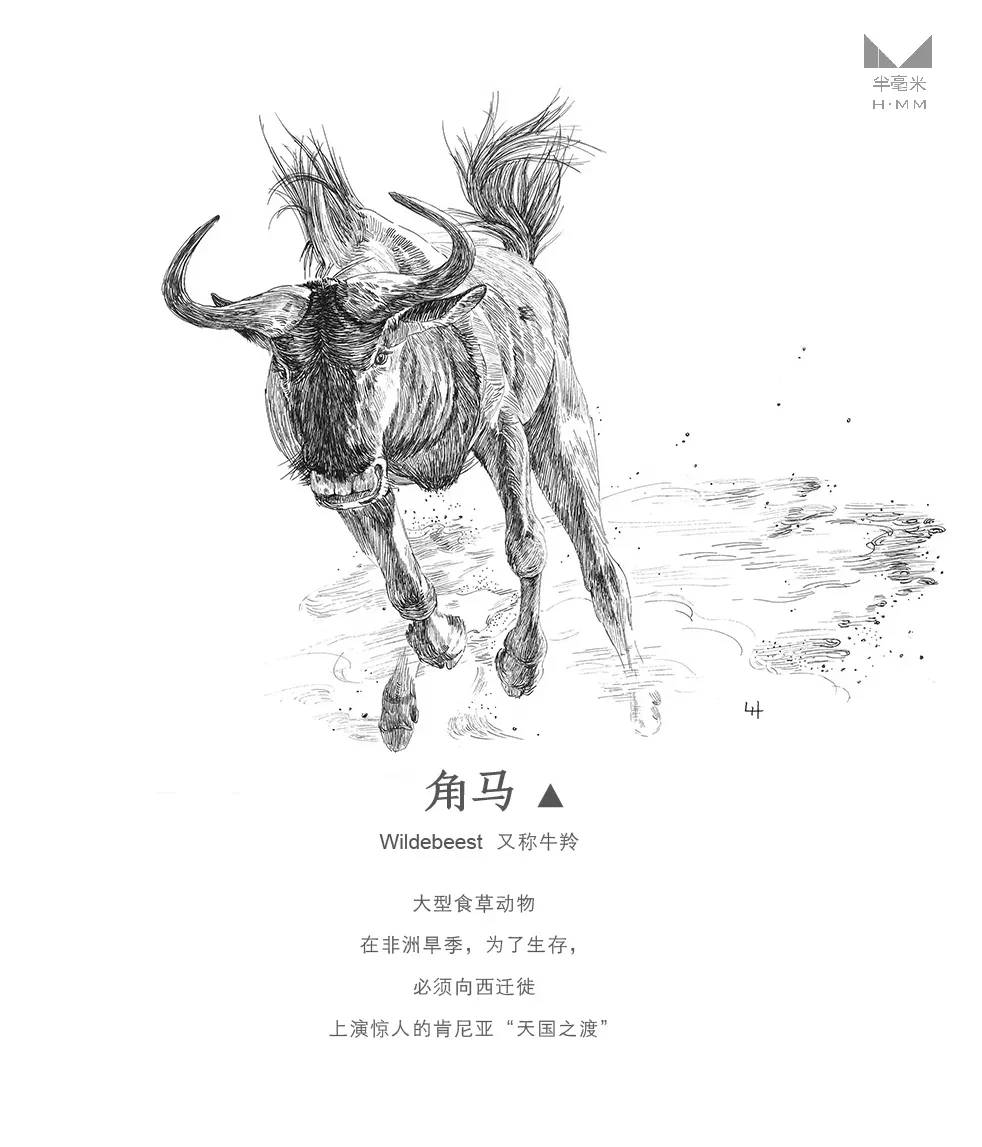 案例优选：奔跑的动物—手绘钢笔画｜设计案例精选
