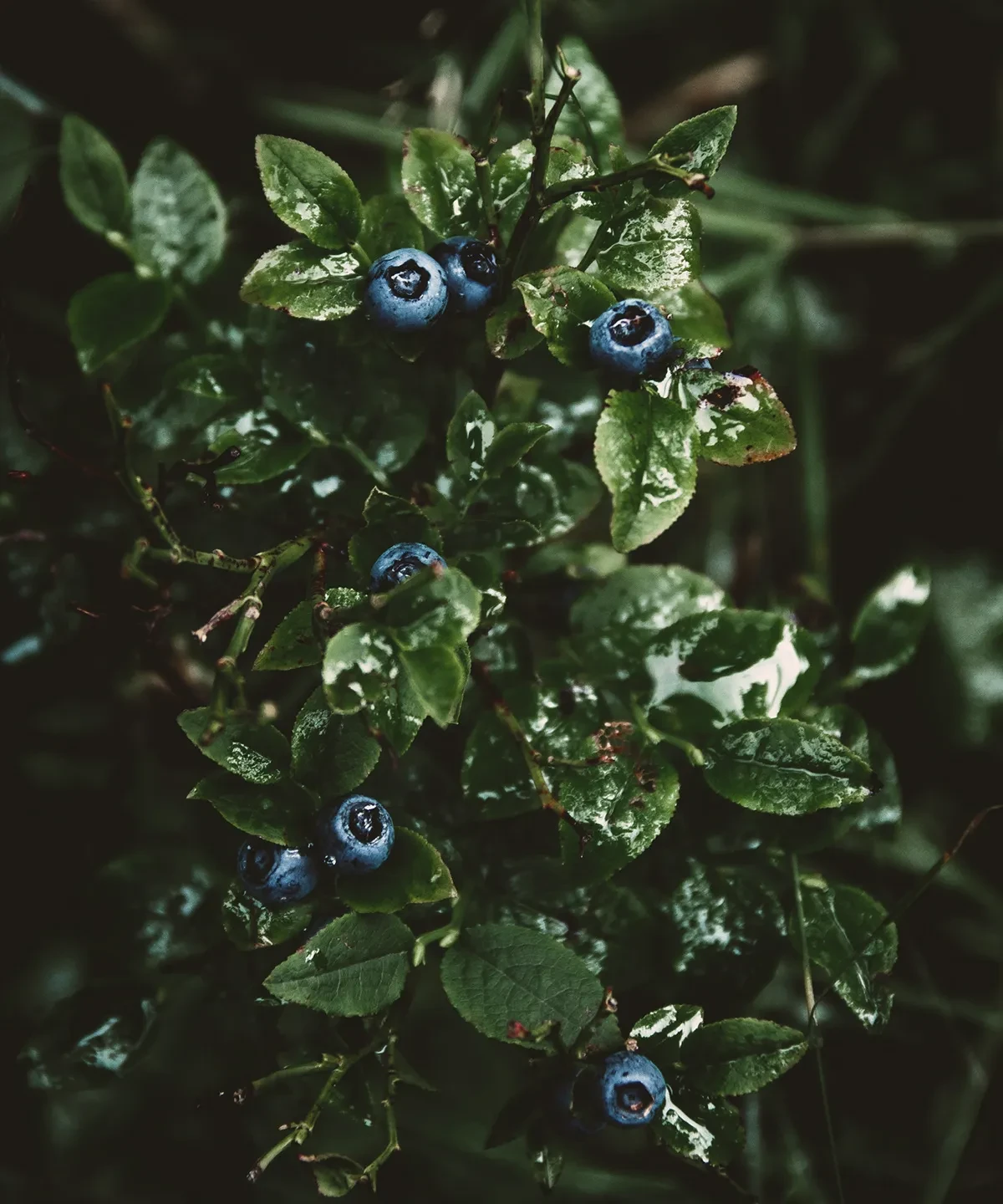 案例优选：天然凉茶手绘插画鲜花植物标志与包装设计｜包装设计·设计精选