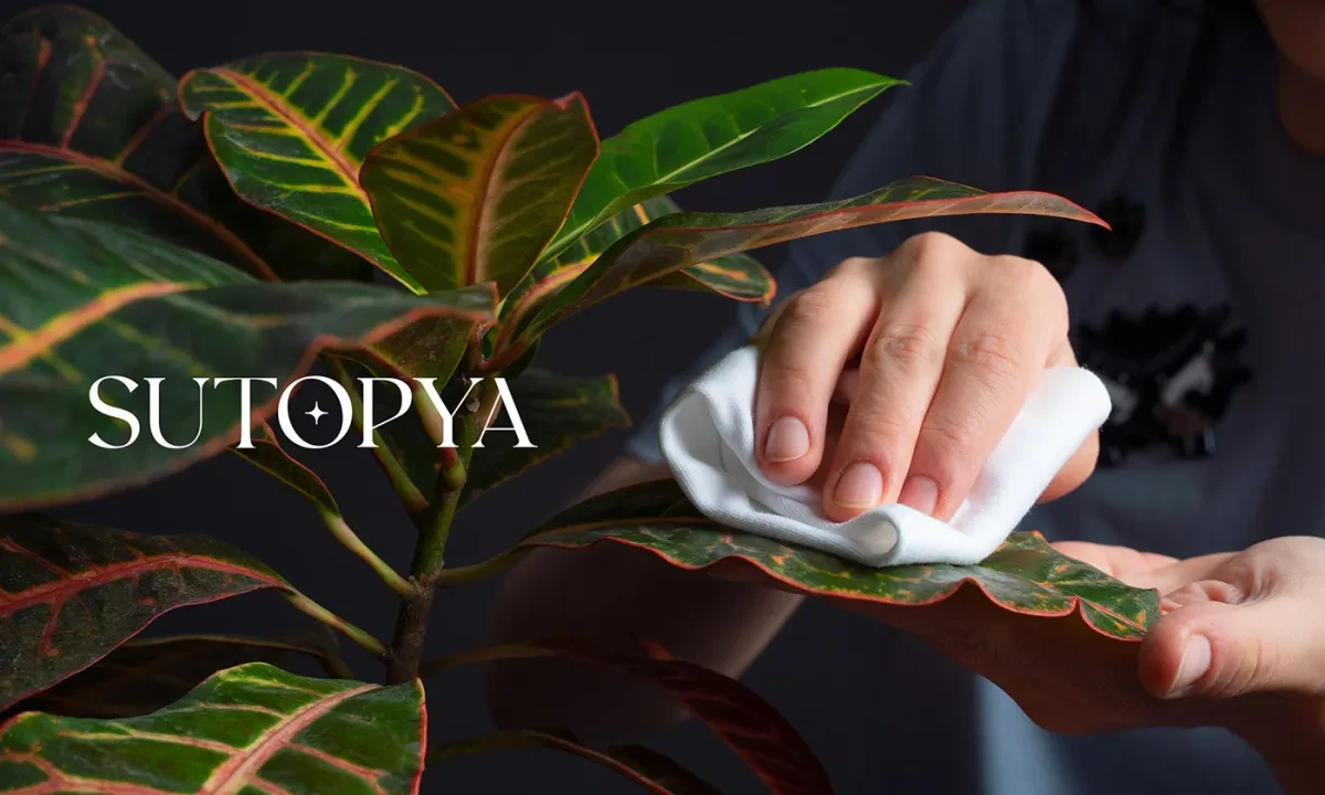 作品欣赏：绿色植物品牌视觉与封面包装设计｜包装设计·设计精选
