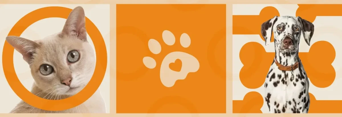 案例优选：宠物猫咪品牌外包装设计标志贴纸设计｜包装设计·设计精选